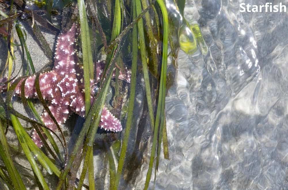 starfish and seaweed 15012022