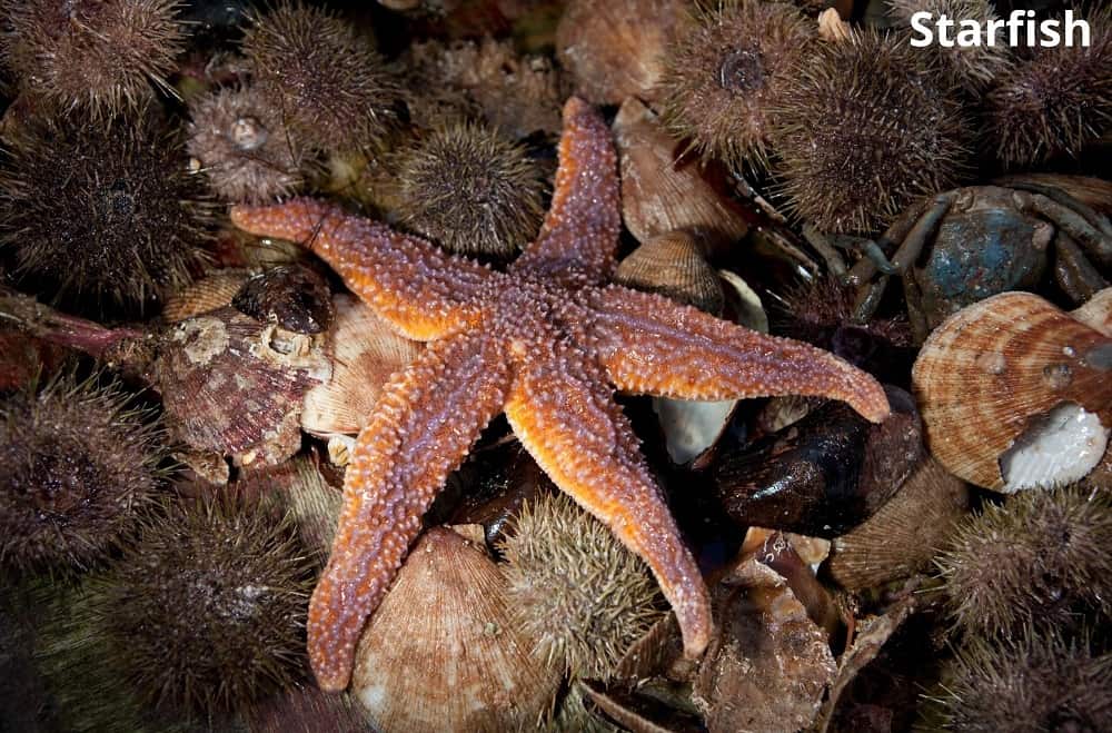 starfish eating 29012022