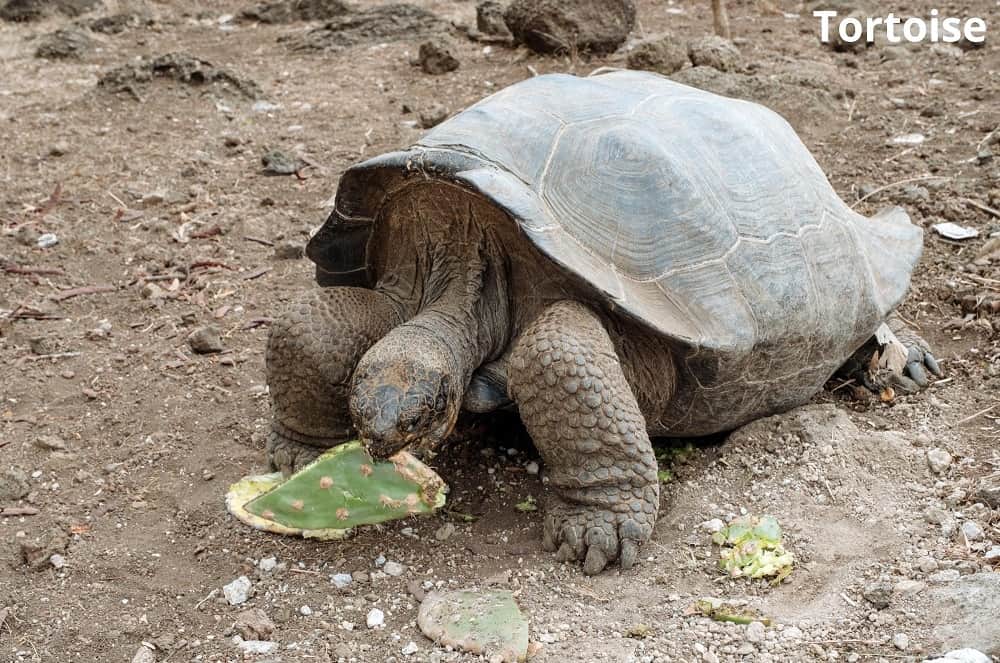 tortoise eating cactus 15012022
