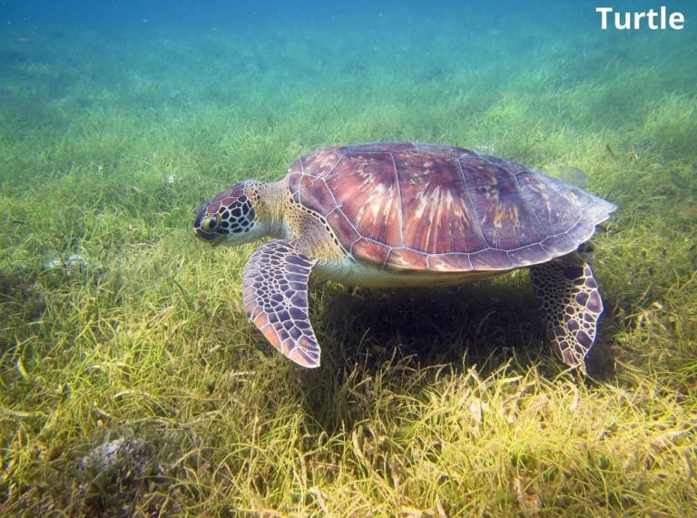 What Eats Seaweed? 9 Seaweed Eating Animals! - Animal Quarters