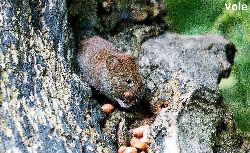vole eating chestnut 23012022