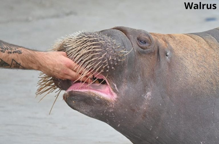What Animals Eat Oysters? (7 Examples) Animal Quarters