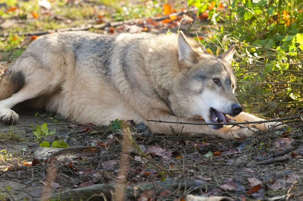 wolf chewing bone 15012022