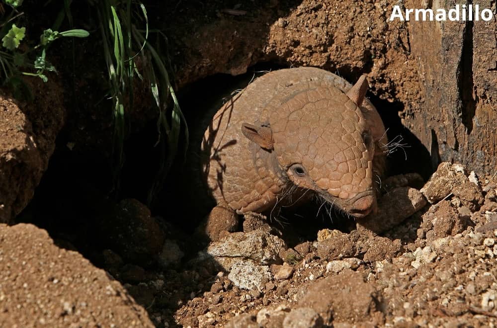 armadillo coming out of den 13022022