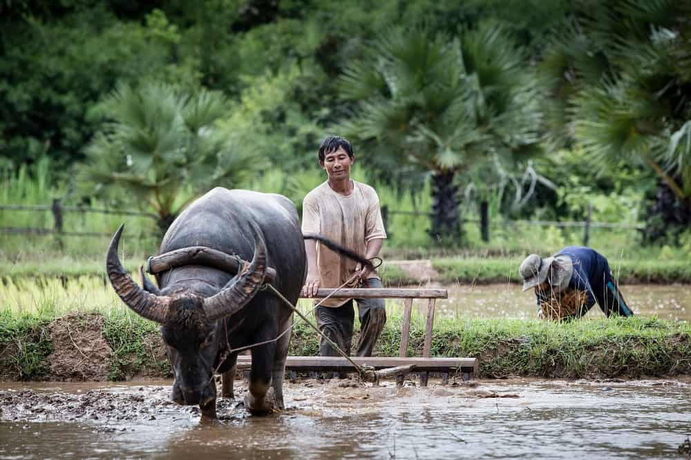 asian farmer working with buffalo 20022022