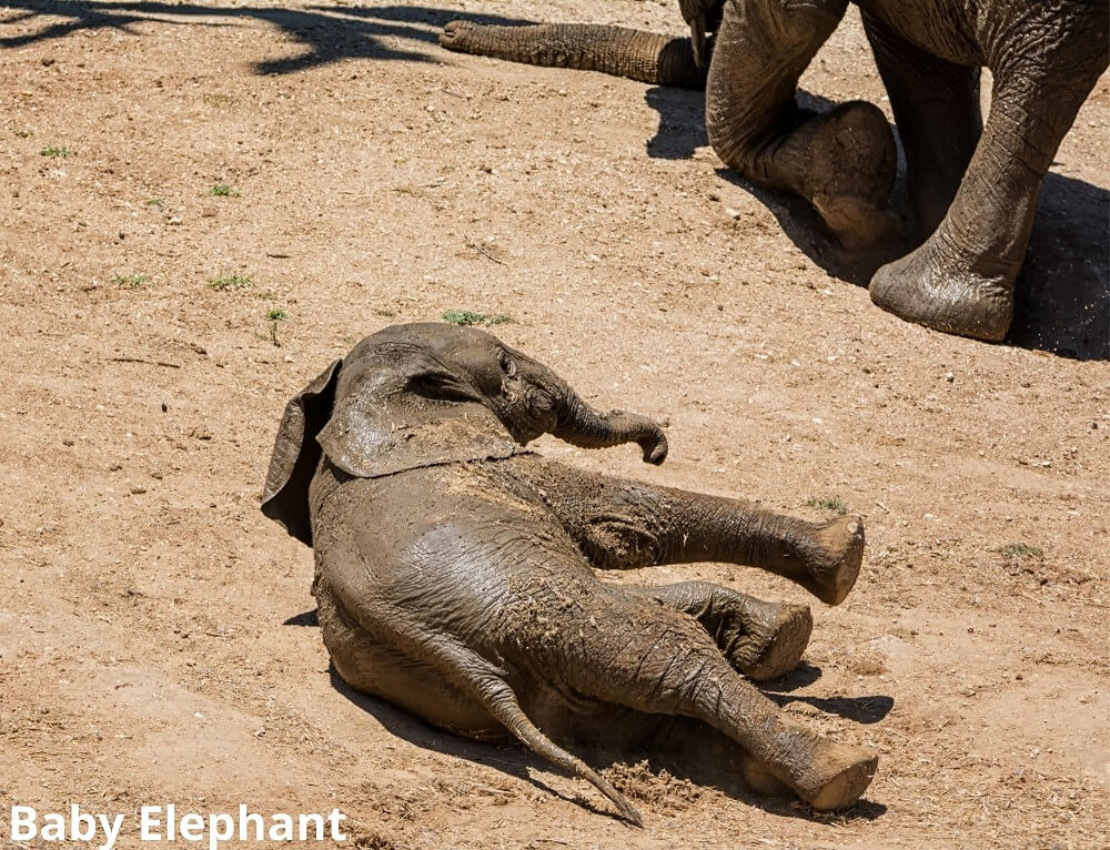 baby elephant rolling on ground 12022022