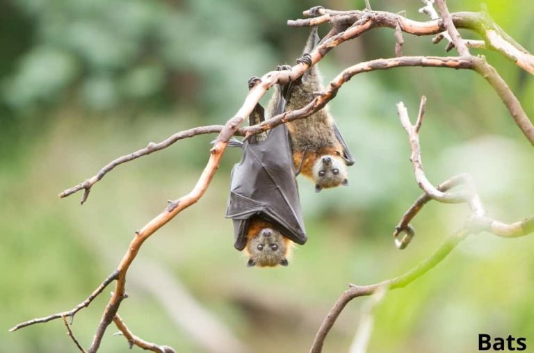 7 Animals That Hang Upside Down! See Pictures! Animal Quarters