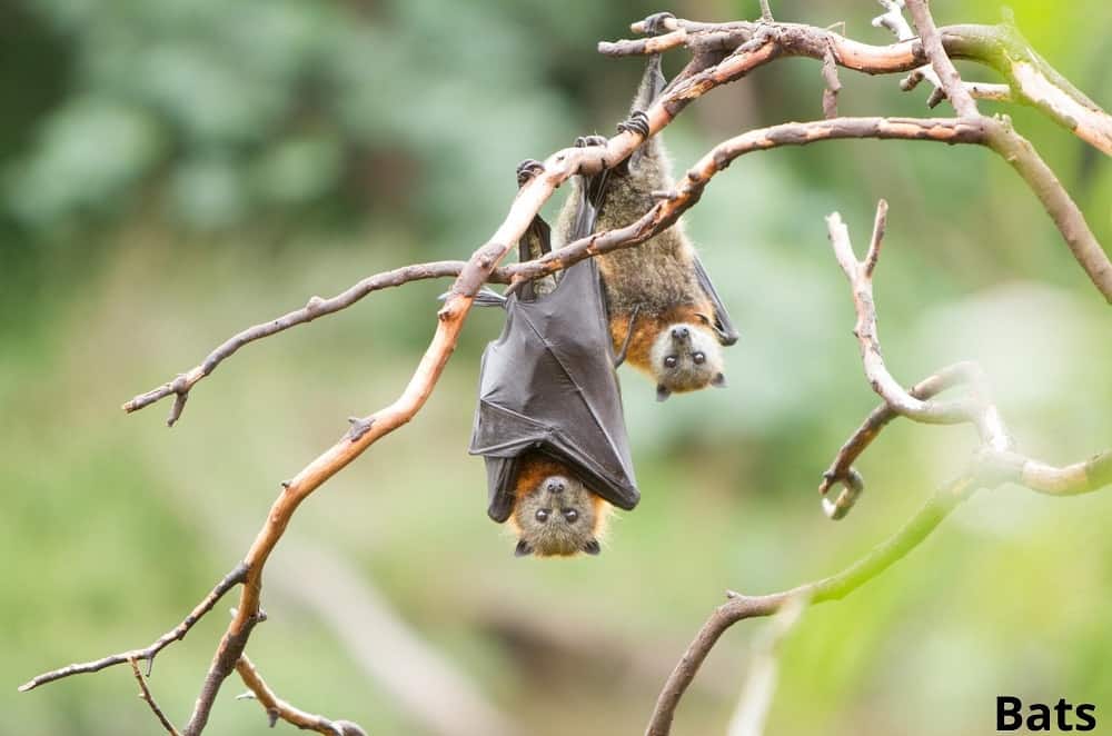 bats hanging upside down 23022022