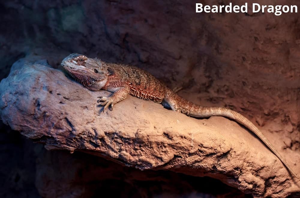 bearded dragon 05022022