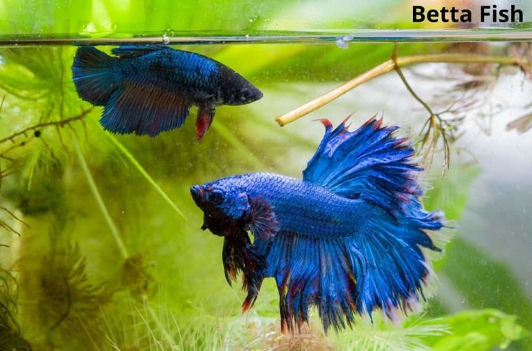 What Animals Eat Moss? 7 Examples with Pictures! Animal Quarters