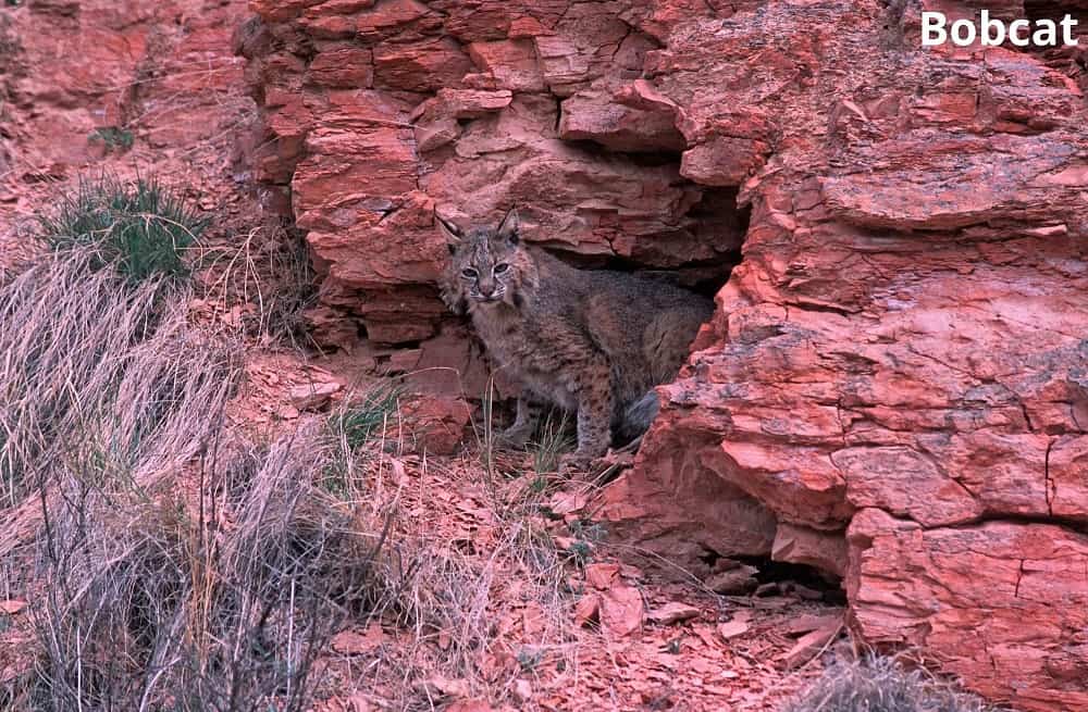 bobcat coming out of den 13022022