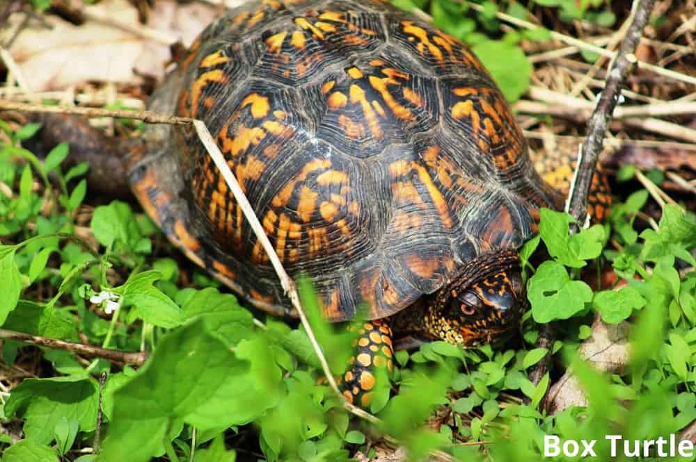 box turtle 12022022