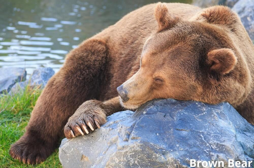 brown bear sleeping 12022022