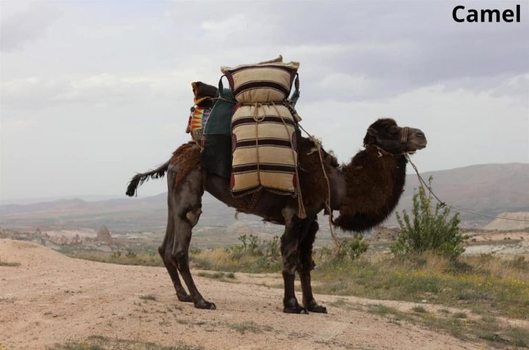 7 Animals That Carry Loads! See Pictures Animal Quarters