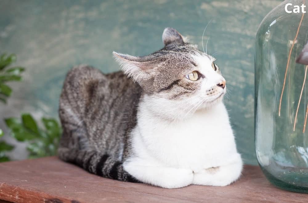 cat sitting on wooden table 12022022