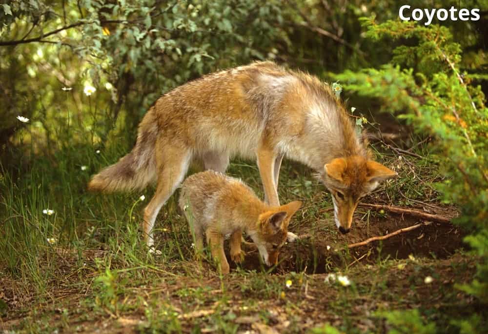 coyotes going into den 13022022