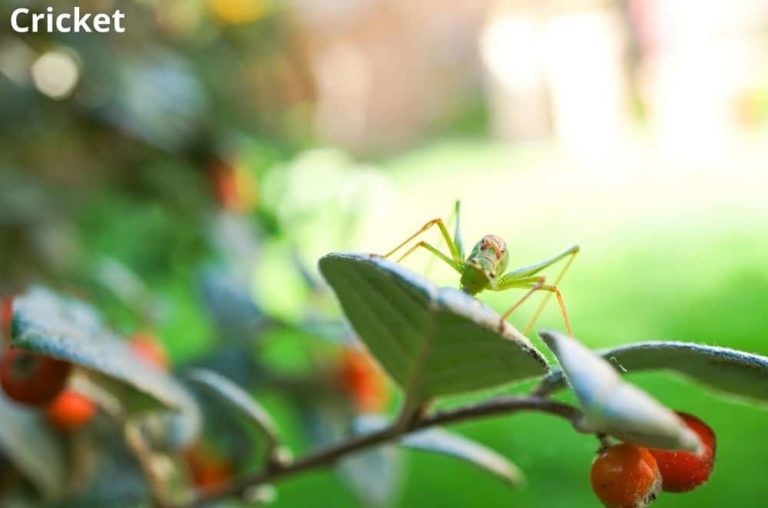 What Animals Eat Tomato Plants? 8 Examples! Animal Quarters
