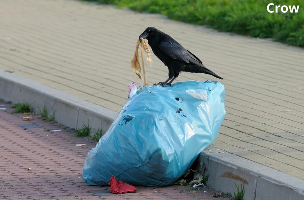 crow standing on trash bag 12022022