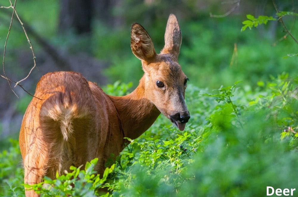 deer eating blueberry 05022022