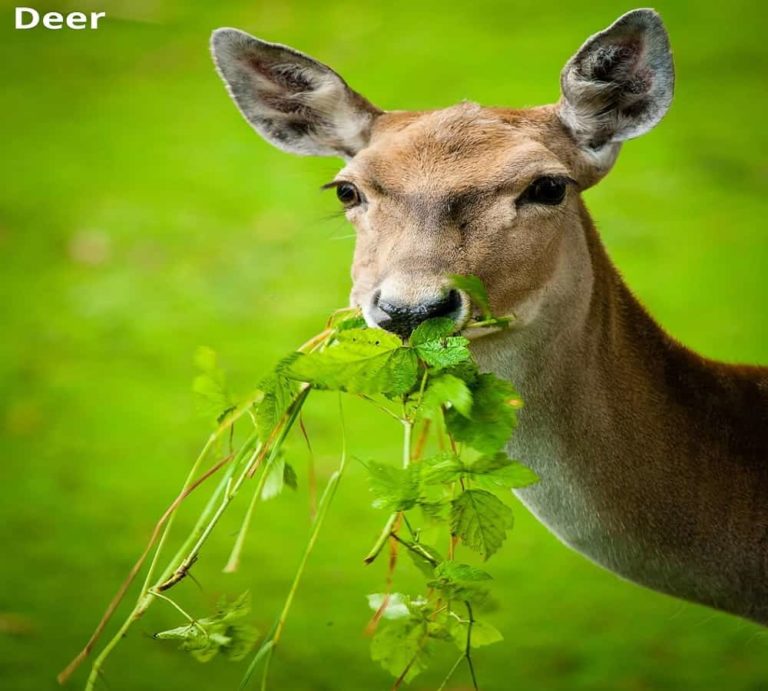 What Animals Eat Tomato Plants? 8 Examples! Animal Quarters