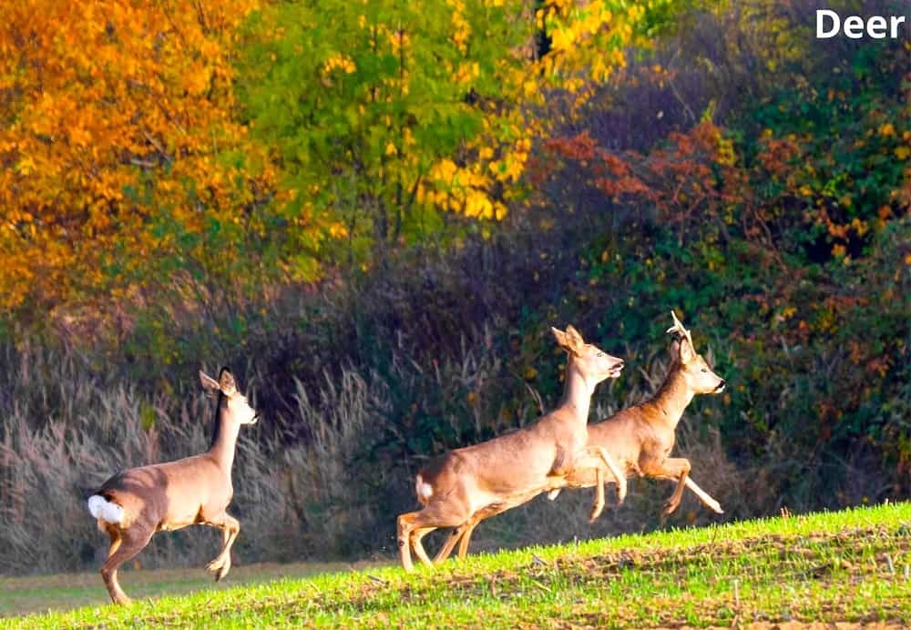 deer galloping 13022022