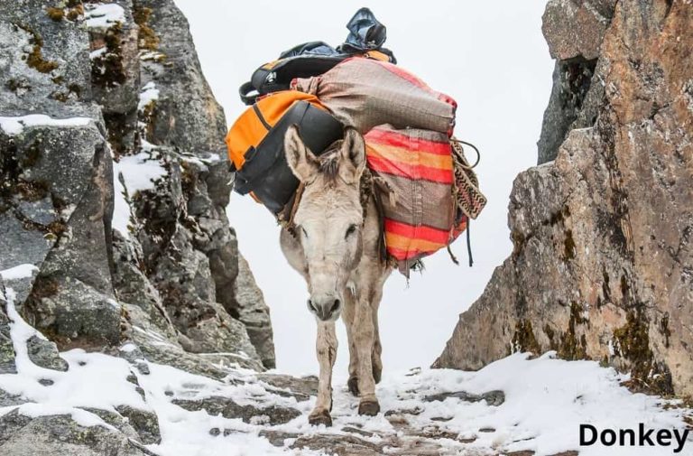 7 Animals That Carry Loads! See Pictures Animal Quarters