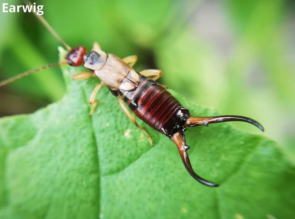 earwig 19022022