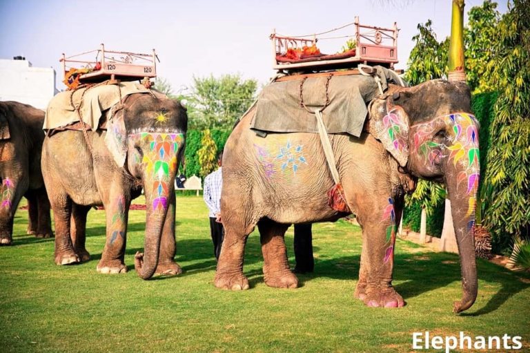 7 Animals That Carry Loads! See Pictures Animal Quarters