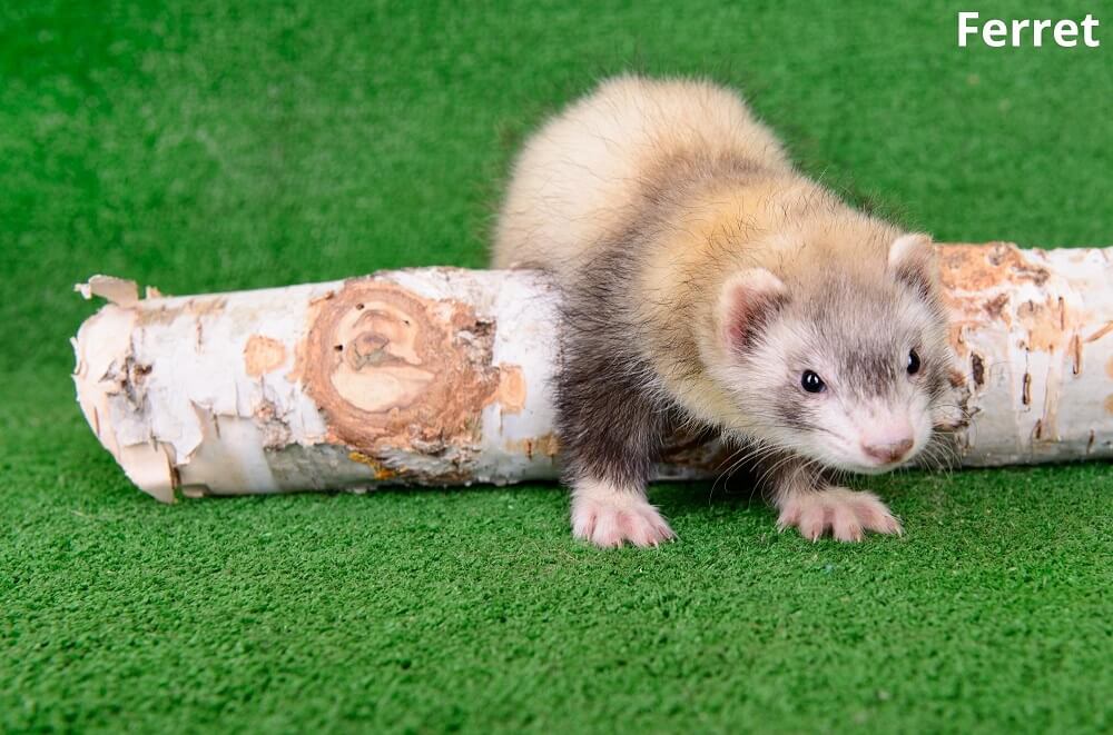ferret looking clumsy 12022022