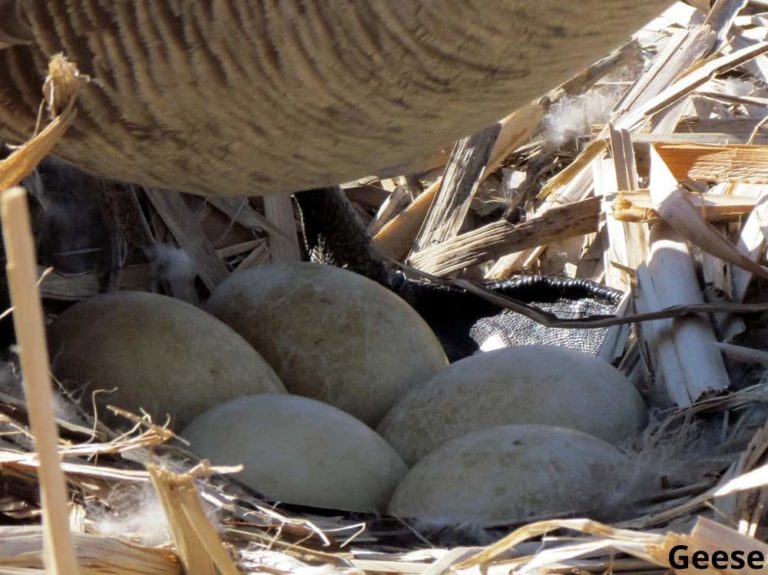 What Animals Bury Their Eggs? 7 Examples! Animal Quarters