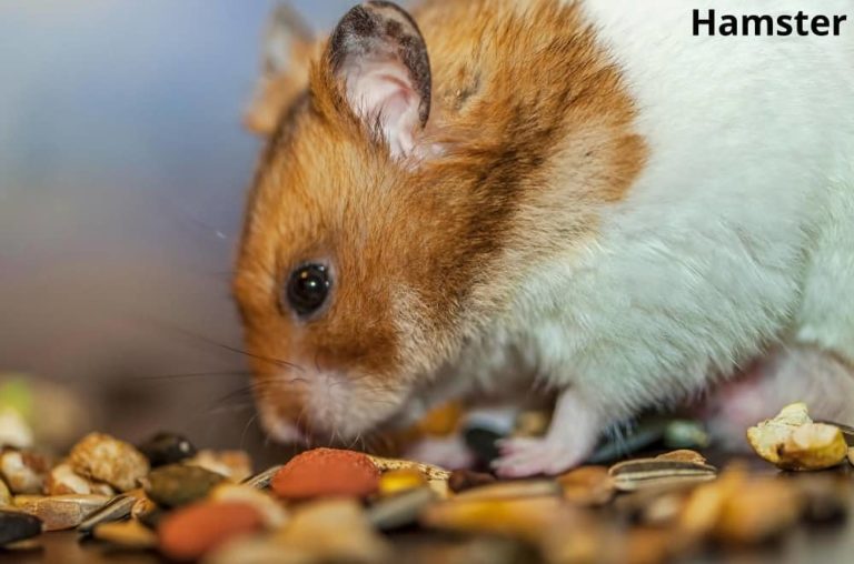 What Animals Eat Blueberries? 10 Examples with Pictures Animal Quarters