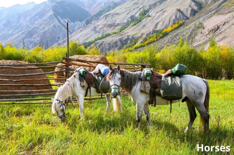 7 Animals That Carry Loads! See Pictures Animal Quarters