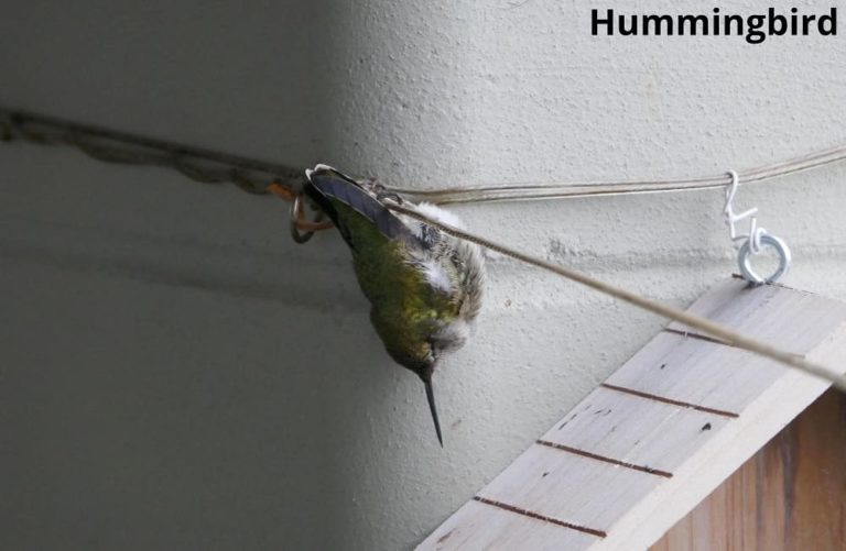 7 Animals That Hang Upside Down! See Pictures! Animal Quarters