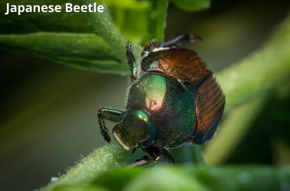 japanese beetle 19022022