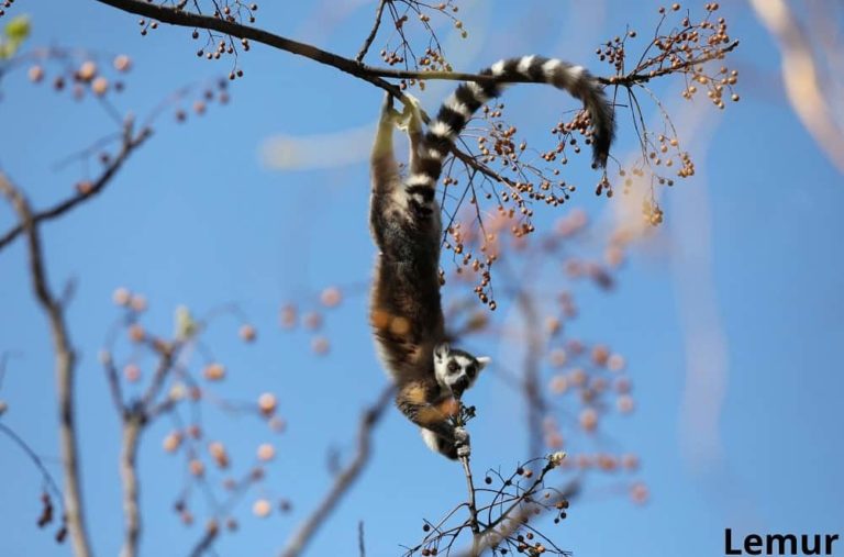 7 Animals That Hang Upside Down! See Pictures! Animal Quarters