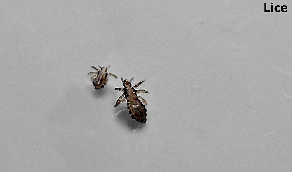 lice floating 23022022