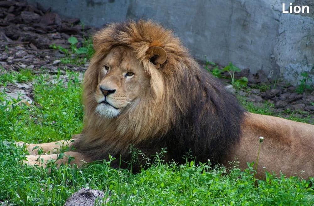 lion sitting in nature 12022022