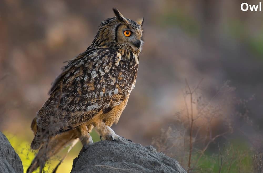 owl sitting on rock 12022022