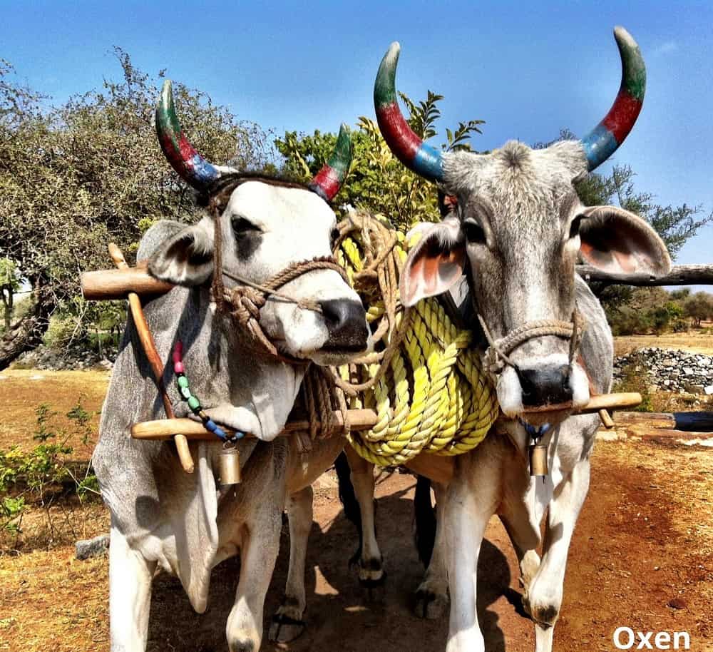 oxen carrying load 20022022