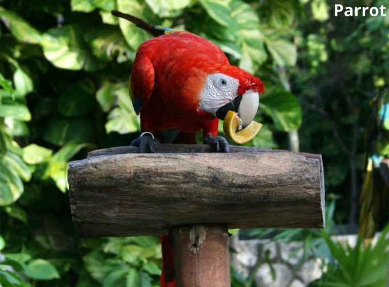 What Animals Eat Lemons? (7 Examples + Pictures) Animal Quarters