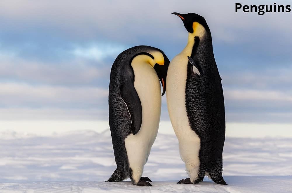 penguins 12022022