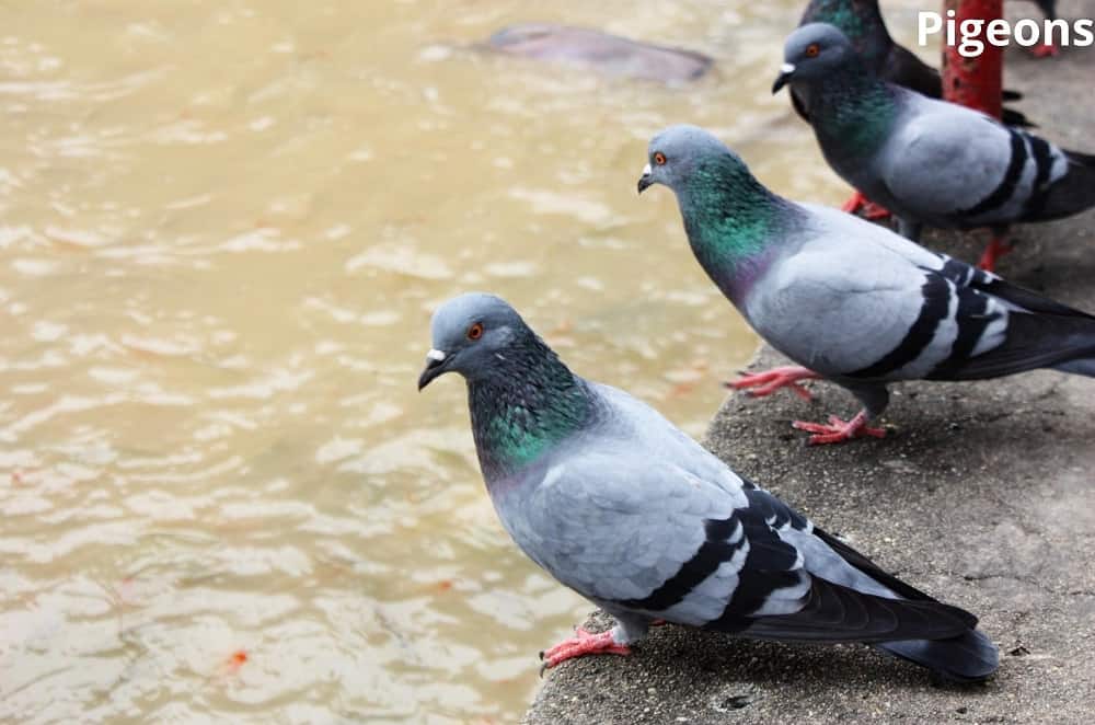 pigeons 12022022