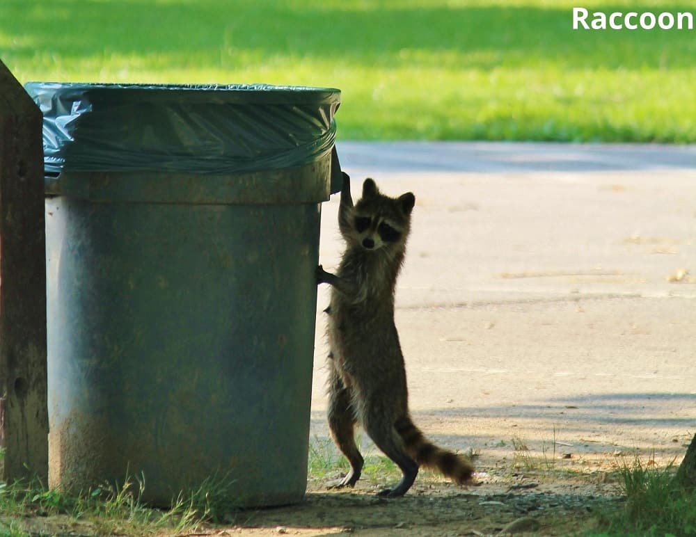 raccoon going into garbage bin 12022022