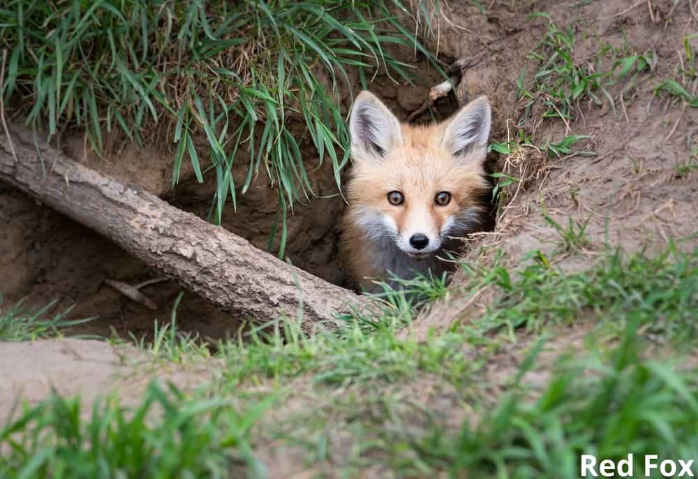 red fox in den 13022022
