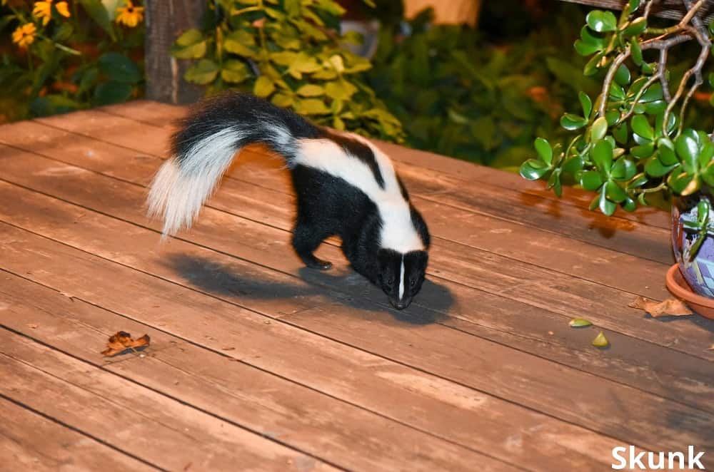 skunk in backyard patio 12022022