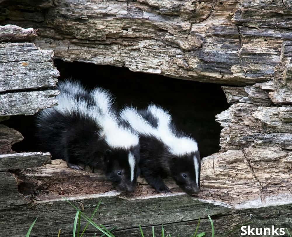 skunks coming out of den 13022022