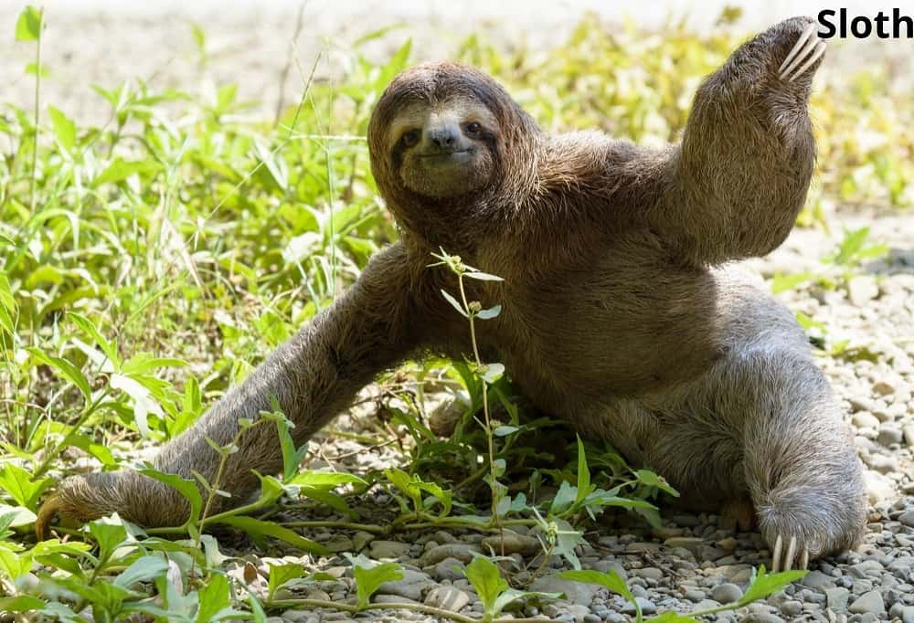 sloth waving 12022022