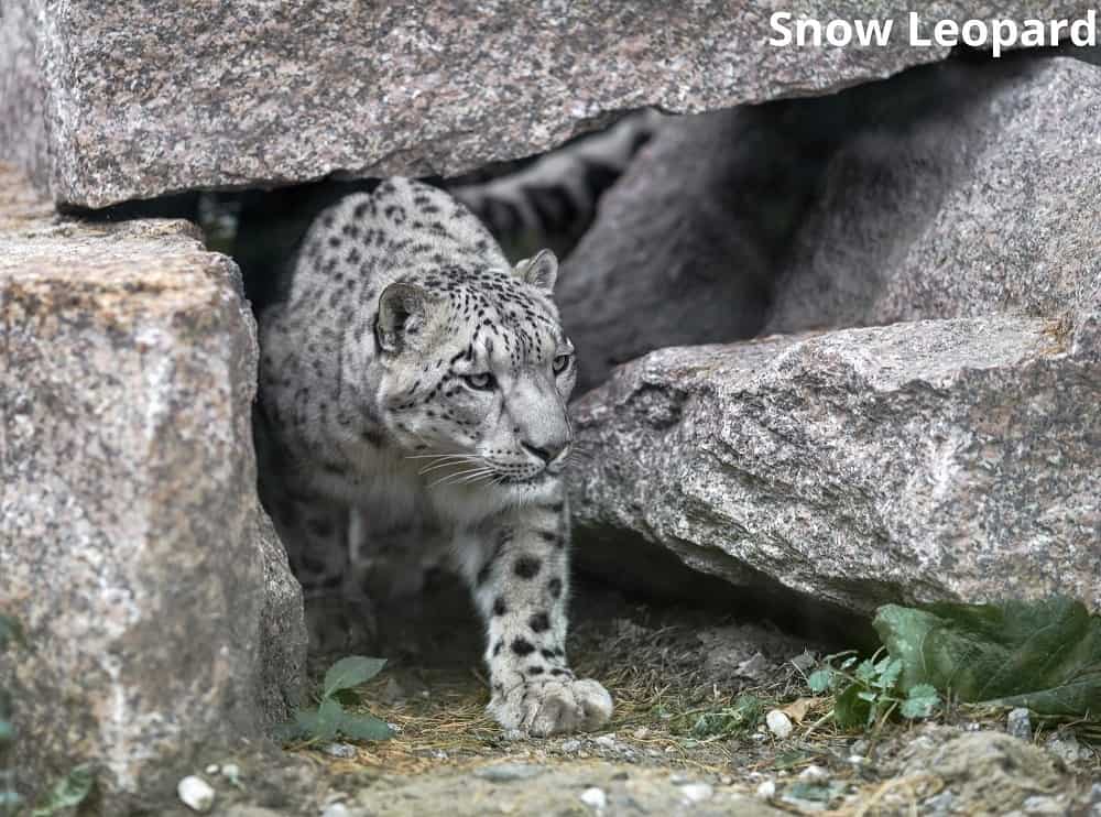 snow leopard coming out of den 13022022