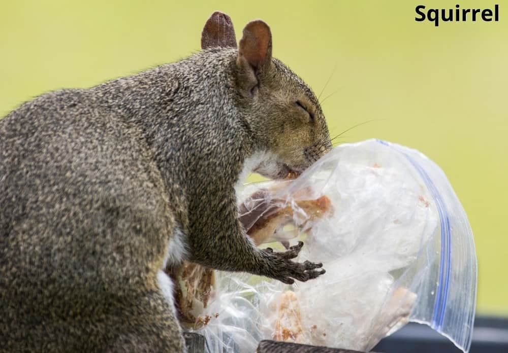 Animals That Eat Garbage! (12 Trash Eating Animals) - Animal Quarters