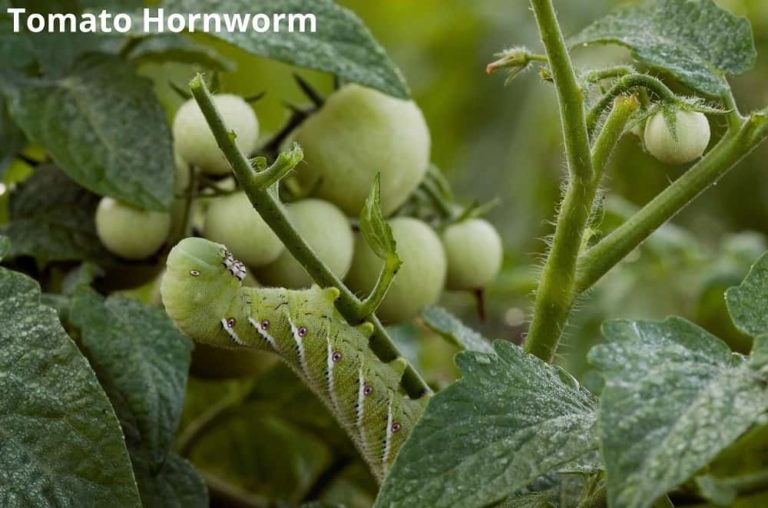 What Animals Eat Tomato Plants? 8 Examples! Animal Quarters